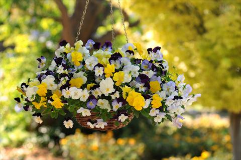 Photo de variété de fleurs à utiliser comme: Pot, Plante à massif, patio, Suspension Viola wittrockiana Cool Wave Pansies Mixture