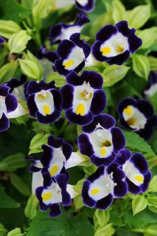 Photo de variété de fleurs à utiliser comme: Pot, patio, Suspension Torenia Kauai Blue and White