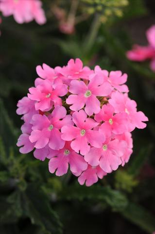 Photo de variété de fleurs à utiliser comme: Pot, patio, Suspension Verbena Quartz XP Pink