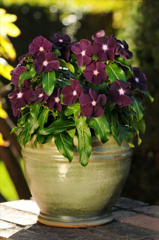 Photo de variété de fleurs à utiliser comme: Pot et Plante à massif Catharanthus roseus - Vinca Jams 