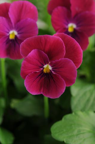 Photo de variété de fleurs à utiliser comme: Pot, Plante à massif, patio, Suspension Viola cornuta Sorbet™ Carmine Rose