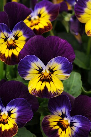 Photo de variété de fleurs à utiliser comme: Pot, Plante à massif, patio, Suspension Viola cornuta Sorbet™ Midnight Glow