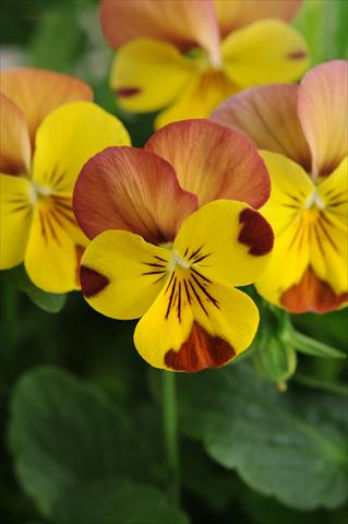 Photo de variété de fleurs à utiliser comme: Pot, Plante à massif, patio, Suspension Viola cornuta Sorbet™ Peach Melba