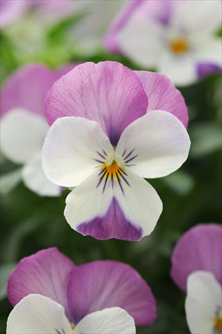 Photo de variété de fleurs à utiliser comme: Pot, Plante à massif, patio, Suspension Viola cornuta Sorbet™ Pink Wing