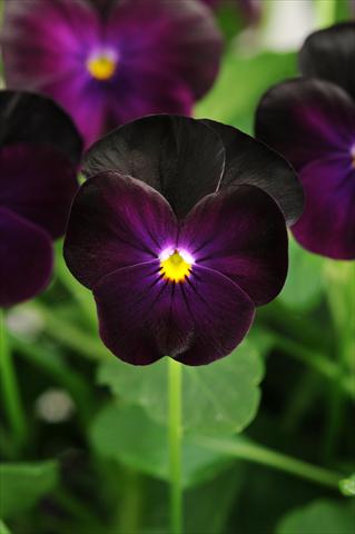 Photo de variété de fleurs à utiliser comme: Pot, Plante à massif, patio, Suspension Viola cornuta Sorbet™ XP Blackberry
