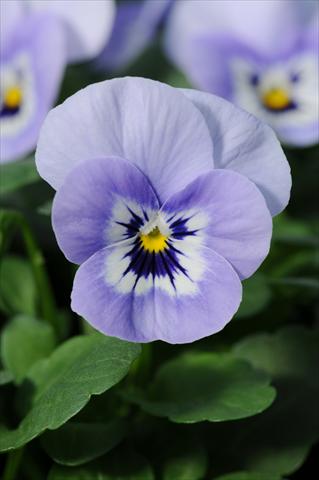Photo de variété de fleurs à utiliser comme: Pot, Plante à massif, patio, Suspension Viola cornuta Sorbet™ XP Marina