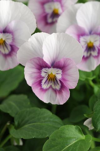 Photo de variété de fleurs à utiliser comme: Pot, Plante à massif, patio, Suspension Viola cornuta Sorbet™ XP Pink Halo