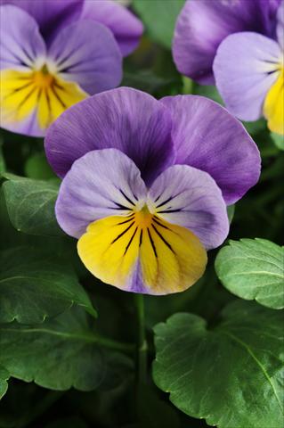 Photo de variété de fleurs à utiliser comme: Pot, Plante à massif, patio, Suspension Viola cornuta Sorbet™ XP Yellow Frost