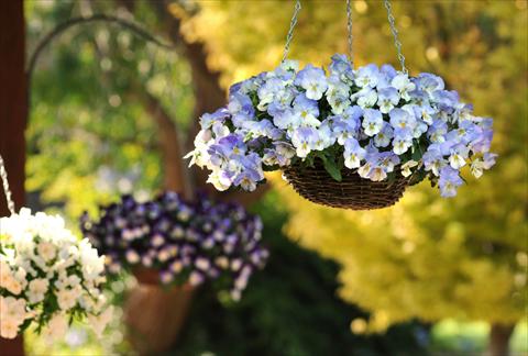 Photo de variété de fleurs à utiliser comme: Pot, Plante à massif, patio, Suspension Viola wittrockiana Cool Wave Frost