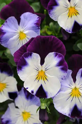 Photo de variété de fleurs à utiliser comme: Pot, Plante à massif, patio, Suspension Viola wittrockiana Cool Wave Violet Wing