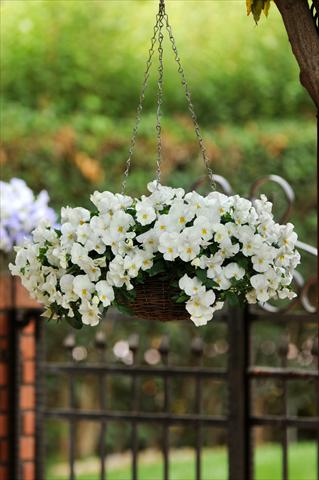 Photo de variété de fleurs à utiliser comme: Pot, Plante à massif, patio, Suspension Viola wittrockiana Cool Wave White