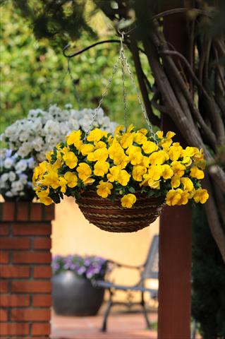 Photo de variété de fleurs à utiliser comme: Pot, Plante à massif, patio, Suspension Viola wittrockiana Cool Wave Yellow
