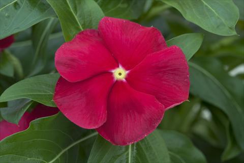 Photo de variété de fleurs à utiliser comme: Pot et Plante à massif Catharanthus roseus - Vinca Cora Red