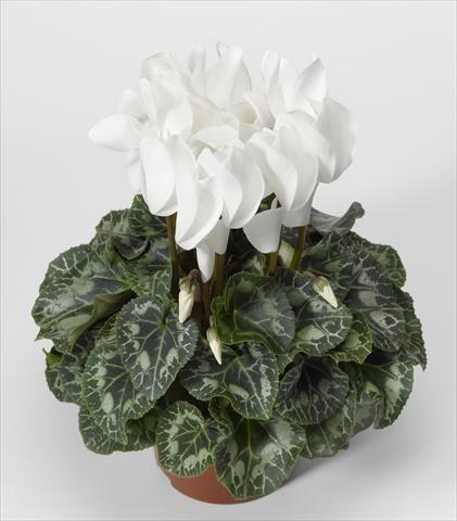 Photo de variété de fleurs à utiliser comme: Suspension / pot Cyclamen persicum Rainier F1 White North