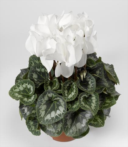Photo de variété de fleurs à utiliser comme: Suspension / pot Cyclamen persicum Rainier F1 White South