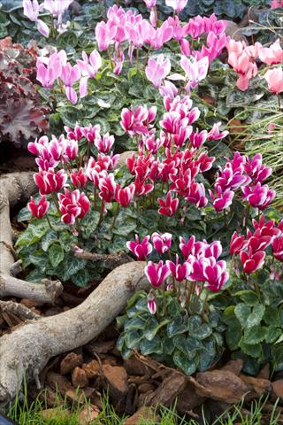 Photo de variété de fleurs à utiliser comme: Suspension / pot Cyclamen persicum mini Snowridge F1
