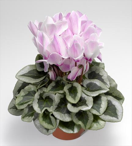 Photo de variété de fleurs à utiliser comme: Suspension / pot Cyclamen persicum Winter Ice F1 Light Purple Flame