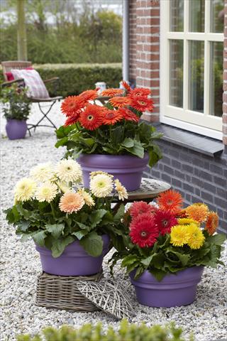 Photo de variété de fleurs à utiliser comme: Pot Gerbera jamesonii Cartwheels Autumn Colors