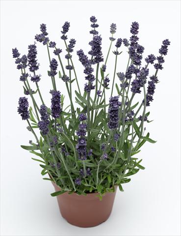 Photo de variété de fleurs à utiliser comme: Pot et Plante à massif Lavandula angustifolia Sentivia Early Blue