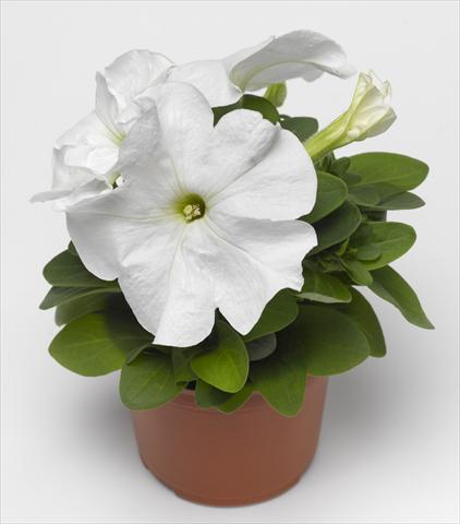 Photo de variété de fleurs à utiliser comme: Pot, Plante à massif, patio, Suspension Petunia grandiflora Duvet White