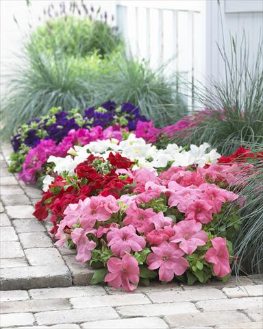 Photo de variété de fleurs à utiliser comme: Pot, Plante à massif, patio, Suspension Petunia grandiflora Duvet