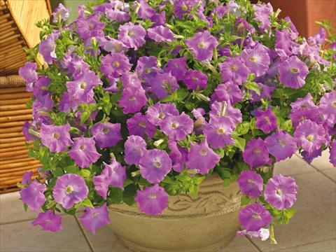 Photo de variété de fleurs à utiliser comme: Pot et Plante à massif Petunia milliflora Picobella Cascade Lavender