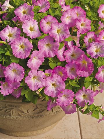 Photo de variété de fleurs à utiliser comme: Pot et Plante à massif Petunia milliflora Picobella Cascade Pink Glo
