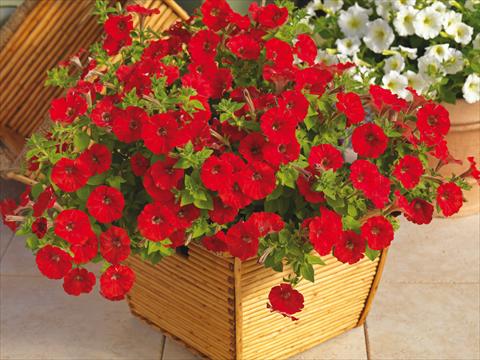 Photo de variété de fleurs à utiliser comme: Pot et Plante à massif Petunia milliflora Picobella Cascade Red