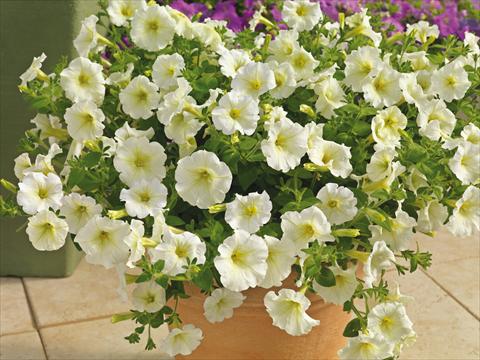 Photo de variété de fleurs à utiliser comme: Pot et Plante à massif Petunia milliflora Picobella Cascade White