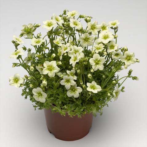 Photo de variété de fleurs à utiliser comme: Pot et Plante à massif Saxifraga x arendsii Alpino Early Lime