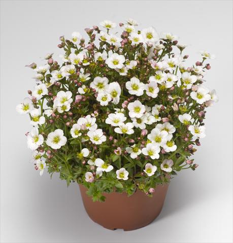 Photo de variété de fleurs à utiliser comme: Pot et Plante à massif Saxifraga x arendsii Alpino Early White