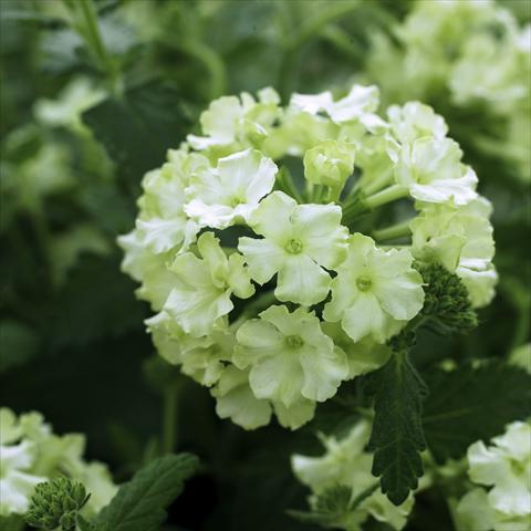 Photo de variété de fleurs à utiliser comme: Pot, patio, Suspension Verbena hybrida Lanai® Lime green