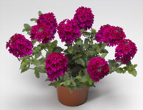 Photo de variété de fleurs à utiliser comme: Pot, patio, Suspension Verbena hybrida Lanai® Magenta