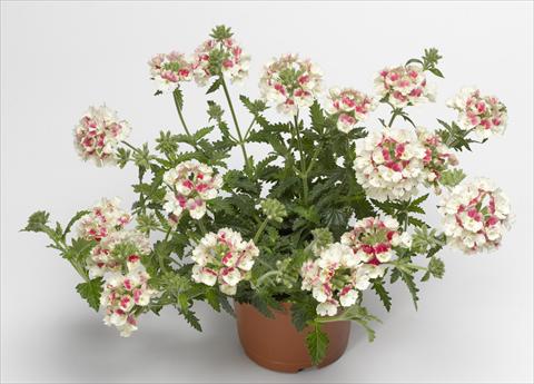 Photo de variété de fleurs à utiliser comme: Pot, patio, Suspension Verbena hybrida Lanai® Vintage Rose