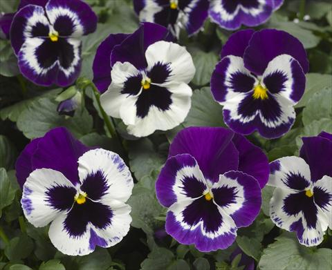 Photo de variété de fleurs à utiliser comme: Pot et Plante à massif Viola wittrockiana Karma F1 Violet with Face Imp