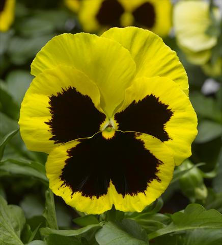 Photo de variété de fleurs à utiliser comme: Pot et Plante à massif Viola wittrockiana Karma F1 Yellow Blotch Imp