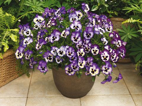 Photo de variété de fleurs à utiliser comme: Pot et Plante à massif Viola wittrockiana Wonderfall™ F1 Blue Picotee Shades