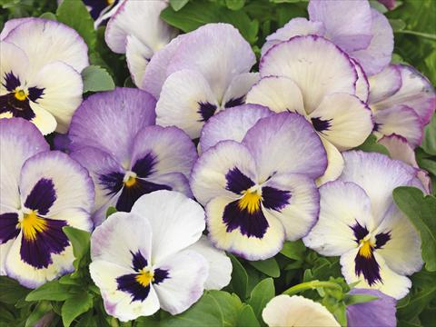Photo de variété de fleurs à utiliser comme: Pot et Plante à massif Viola wittrockiana Wonderfall™ F1 Lavender Picotee Shades