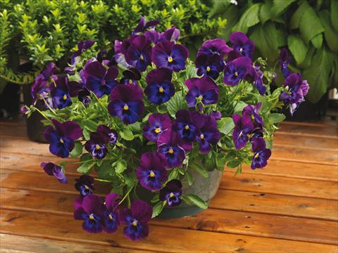 Photo de variété de fleurs à utiliser comme: Pot et Plante à massif Viola wittrockiana Wonderfall™ F1 Purple and Blue Shades