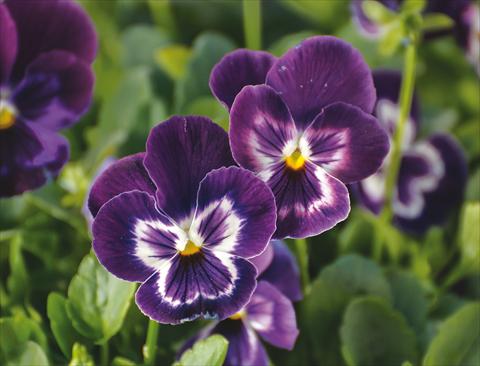 Photo de variété de fleurs à utiliser comme: Pot et Plante à massif Viola wittrockiana Wonderfall™ F1 Purple with Face