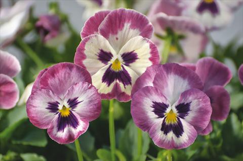 Photo de variété de fleurs à utiliser comme: Pot et Plante à massif Viola wittrockiana Wonderfall™ F1 Rose Shades with Face