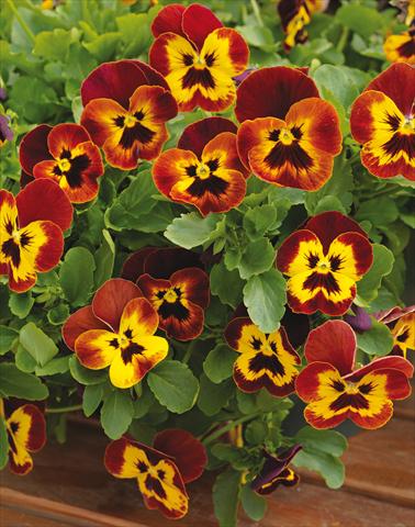 Photo de variété de fleurs à utiliser comme: Pot et Plante à massif Viola wittrockiana Wonderfall™ F1 Yellow Red Wing