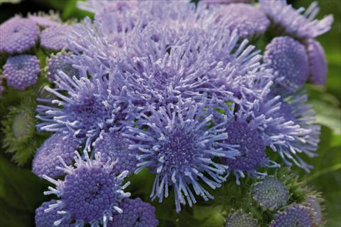 Photo de variété de fleurs à utiliser comme: Pot et Plante à massif Ageratum houstonianum Blue Hawaii 5.0
