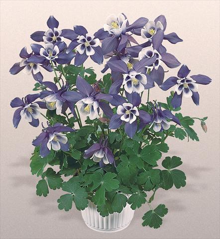 Photo de variété de fleurs à utiliser comme: Pot et Plante à massif Aquilegia hybrida Spring Magic® Blue and White