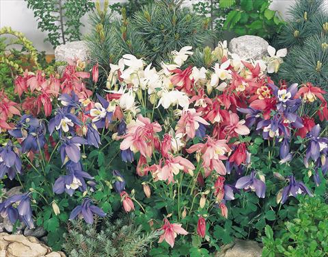 Photo de variété de fleurs à utiliser comme: Pot et Plante à massif Aquilegia hybrida Spring Magic® Mix