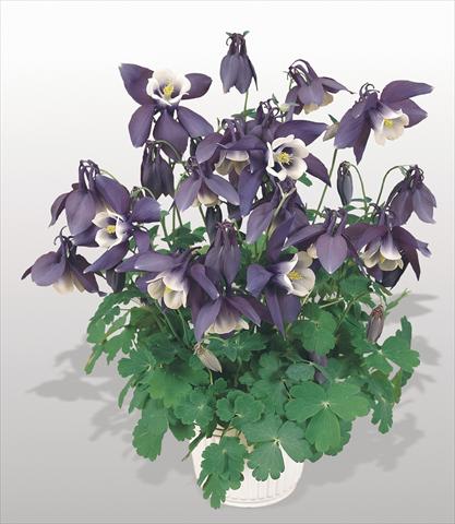 Photo de variété de fleurs à utiliser comme: Pot et Plante à massif Aquilegia hybrida Spring Magic® Navy and White