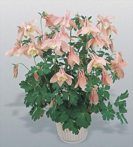 Photo de variété de fleurs à utiliser comme: Pot et Plante à massif Aquilegia hybrida Spring Magic® Pink and White
