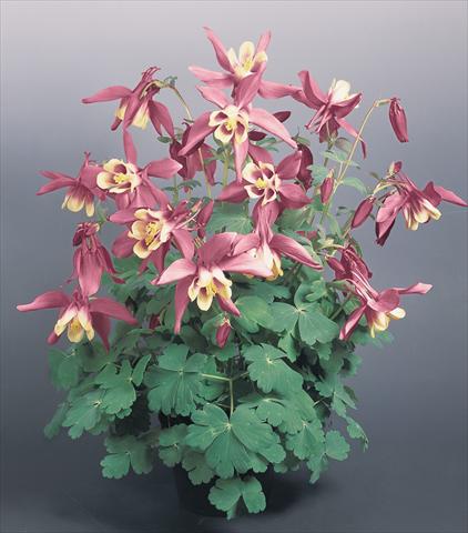 Photo de variété de fleurs à utiliser comme: Pot et Plante à massif Aquilegia hybrida Spring Magic® Rose and Ivory