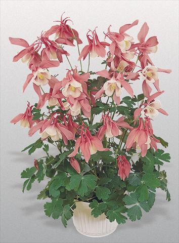 Photo de variété de fleurs à utiliser comme: Pot et Plante à massif Aquilegia hybrida Spring Magic® Rose and White