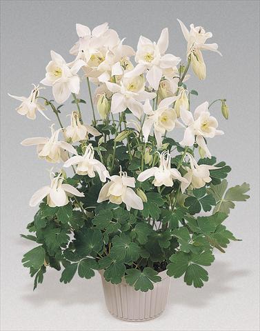 Photo de variété de fleurs à utiliser comme: Pot et Plante à massif Aquilegia hybrida Spring Magic® White
